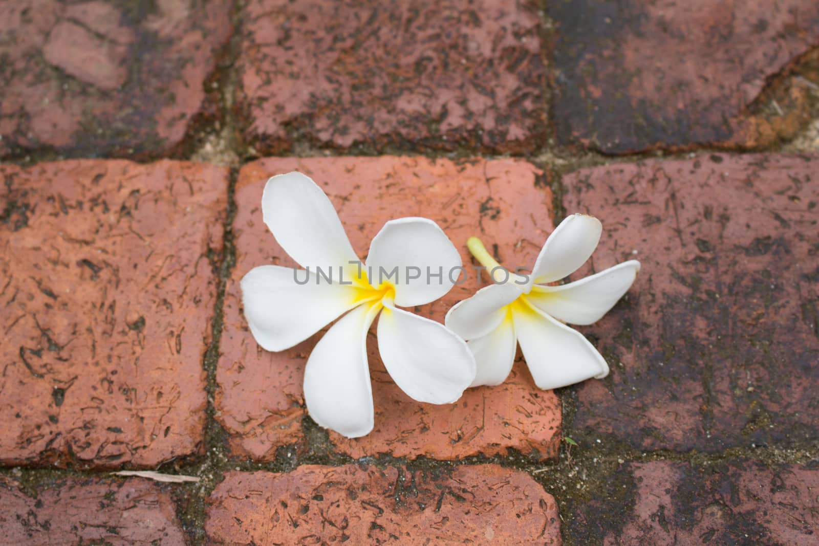 Beautiful white Frangipani flowers on the brick floor