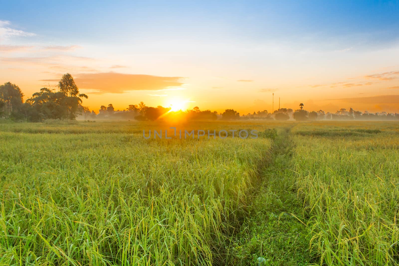 Rice field of farmer and sun in the morning time,in Thailand
