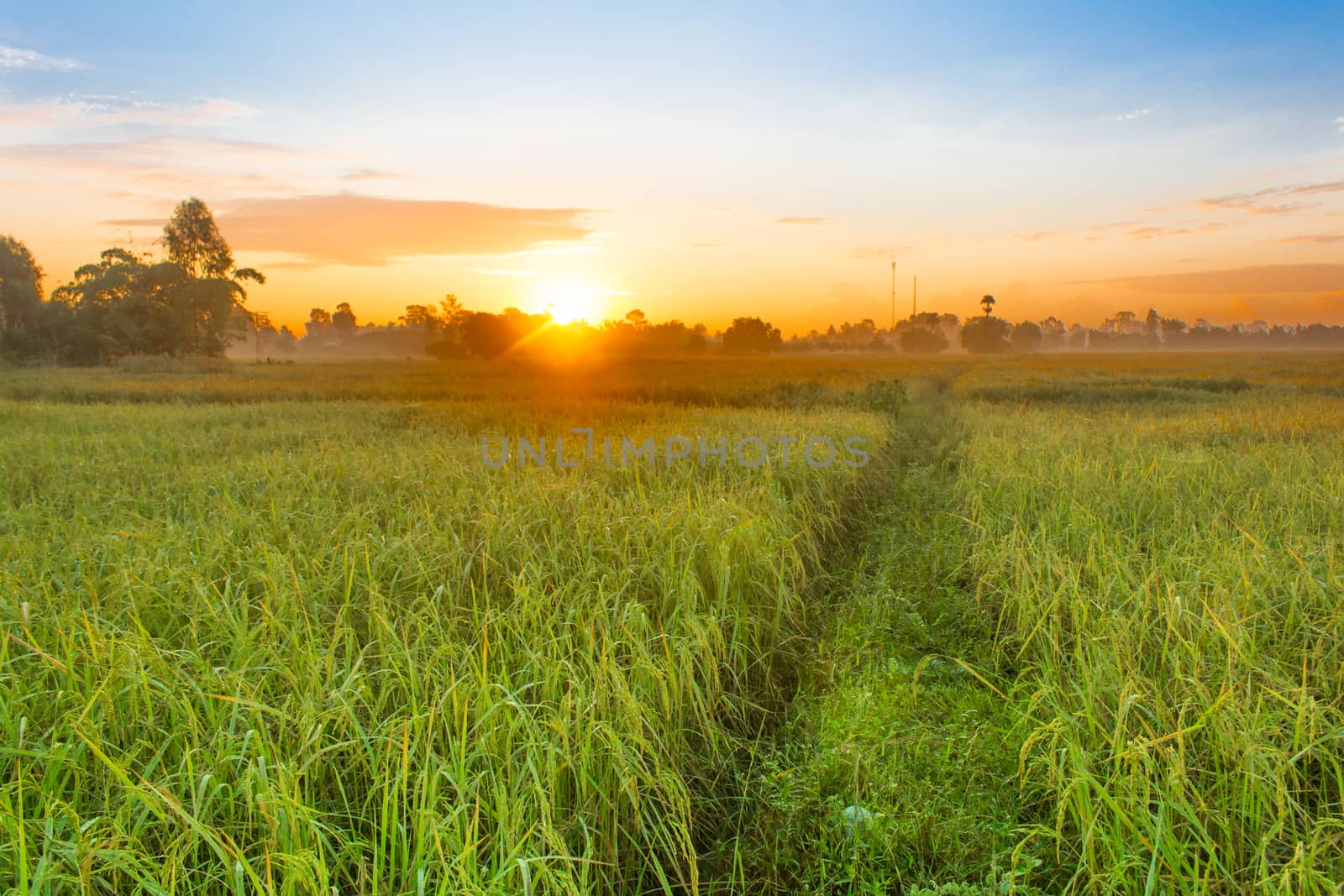 Rice field of farmer and sun in the morning time,in Thailand