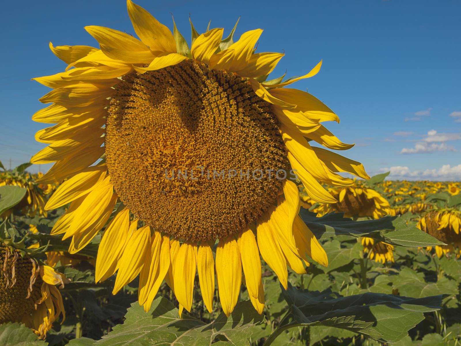 Large matured sunflower against the blue sky . Winnipeg. Canada.