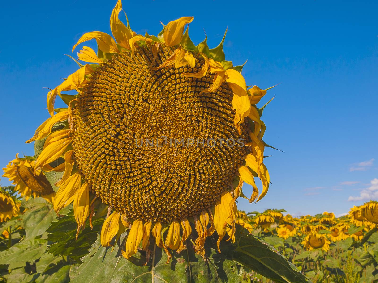 Large matured sunflower against the blue sky . Winnipeg. Canada.