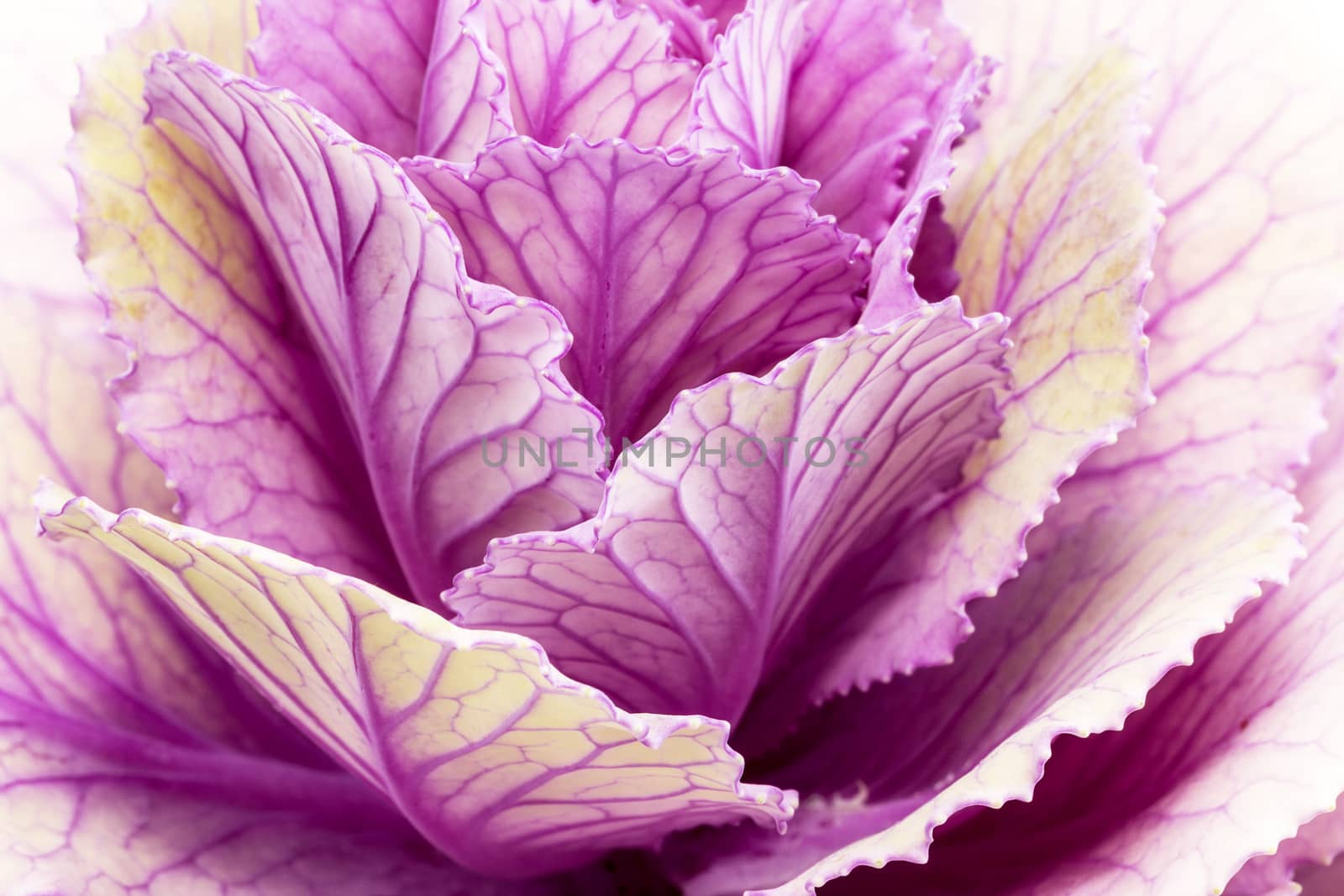  Single flower of violet  brassica oleracea - close up by mychadre77