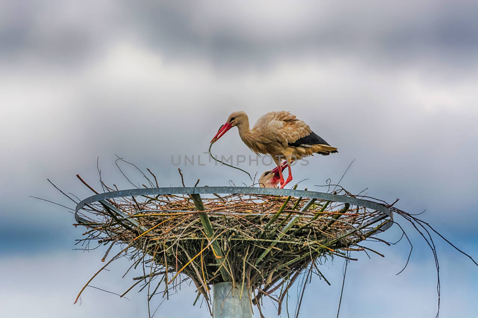 HDR processing. Artistic work of my own. 
Female and Male Stork in nest
