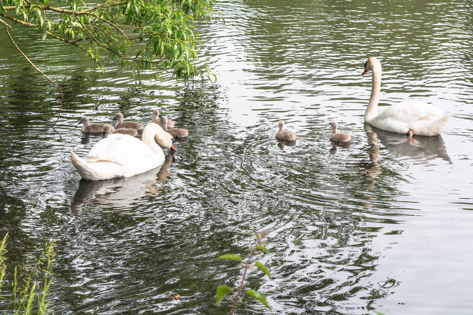 White swan couple with Cygnets  by JFsPic