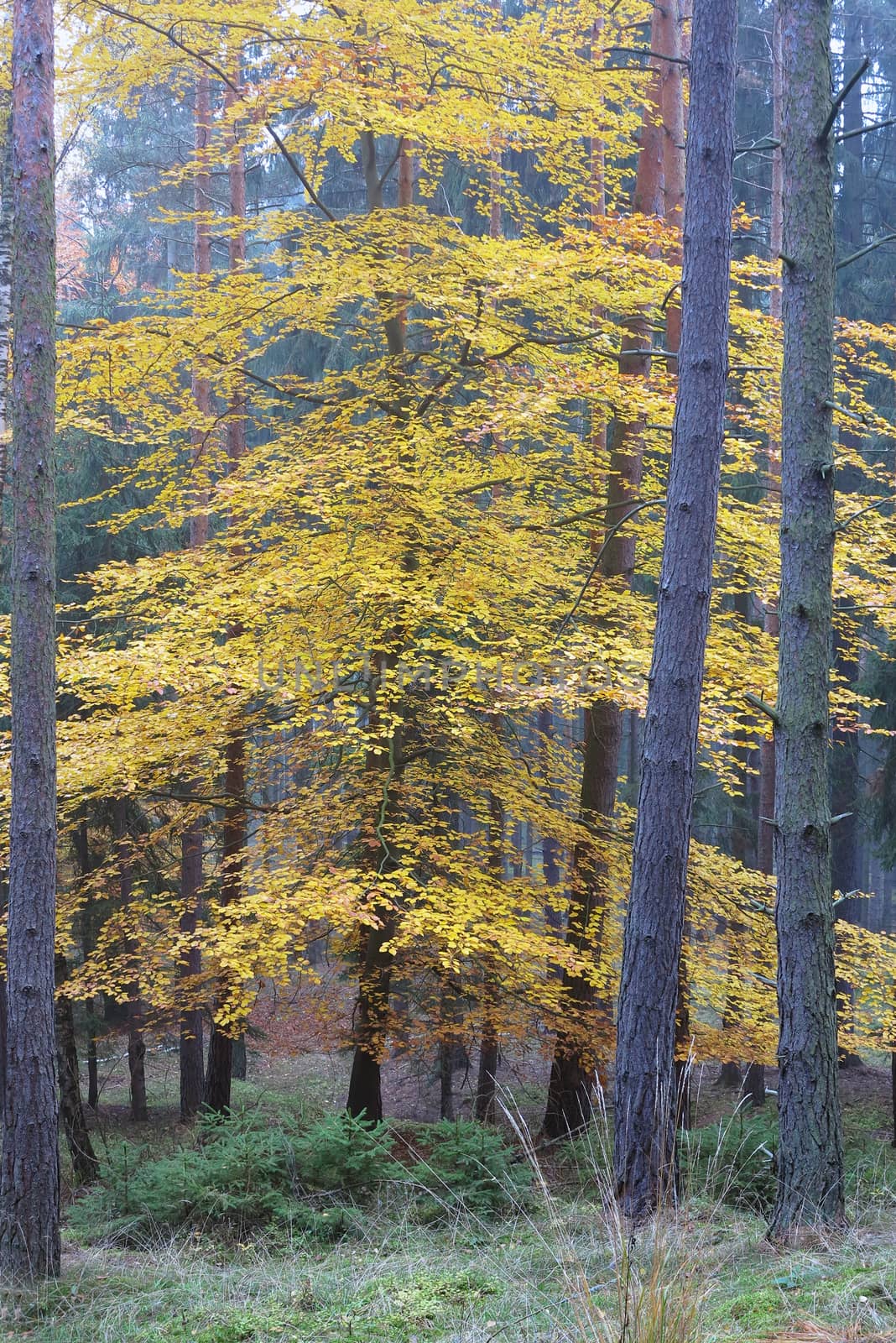 Deciduous tree in the spruce forest in autumn by Mibuch