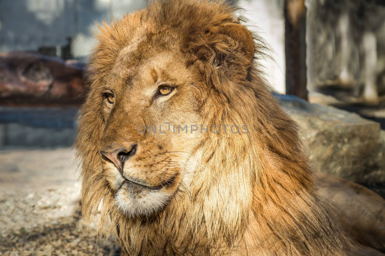 Close-up portrait of a male lion. Color image.