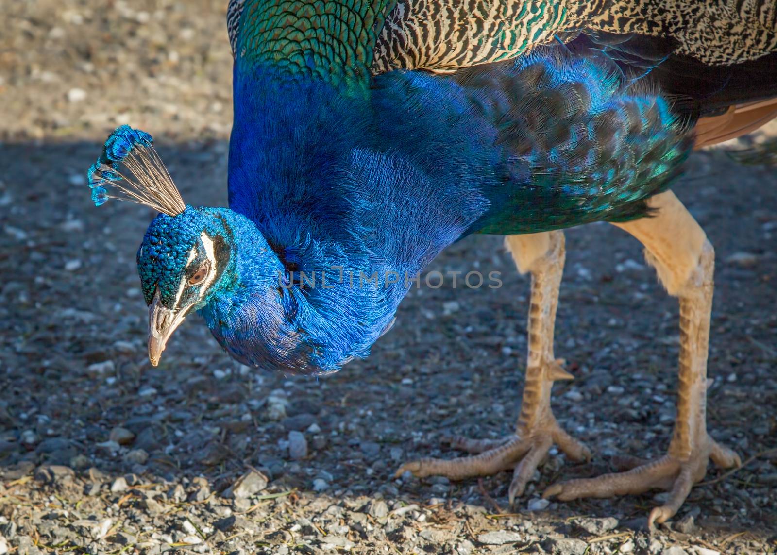 A beautiful blue peacock is eating. Day. Color image.