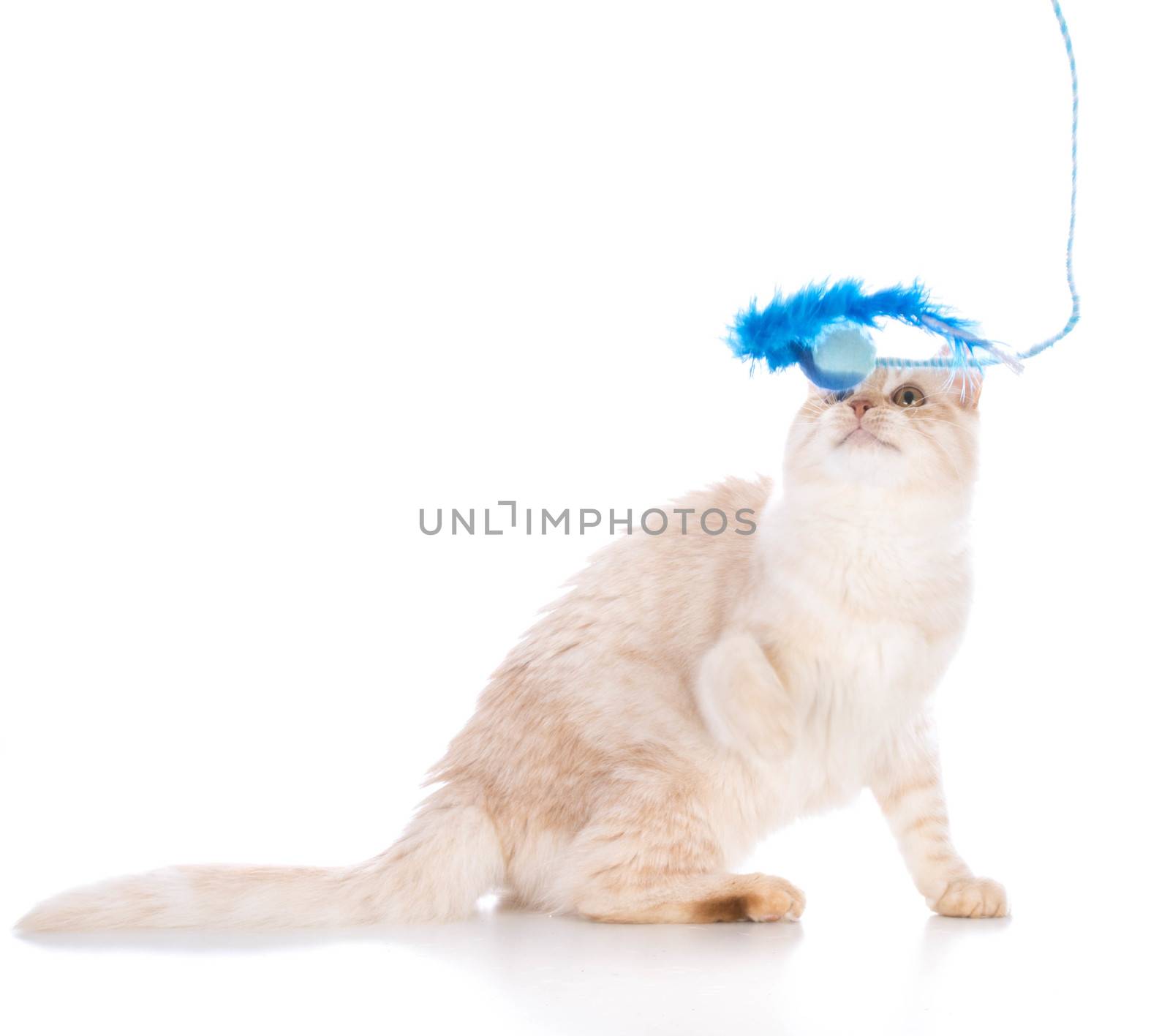 kitten playing with toy isolated on white background