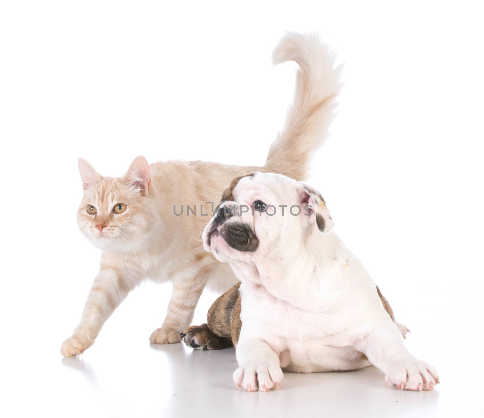 dog and cat isolated on white background