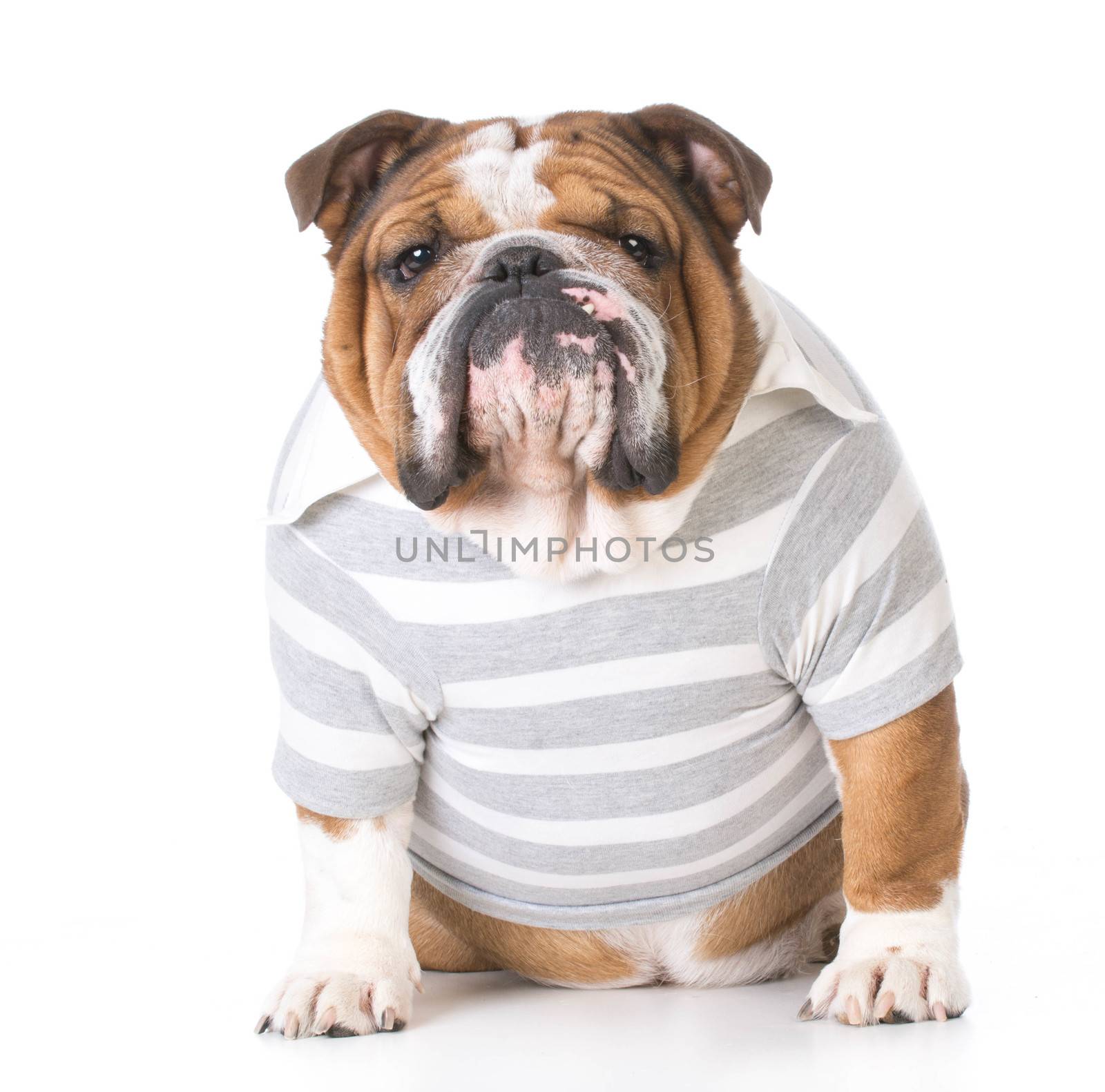 male bulldog by willeecole123