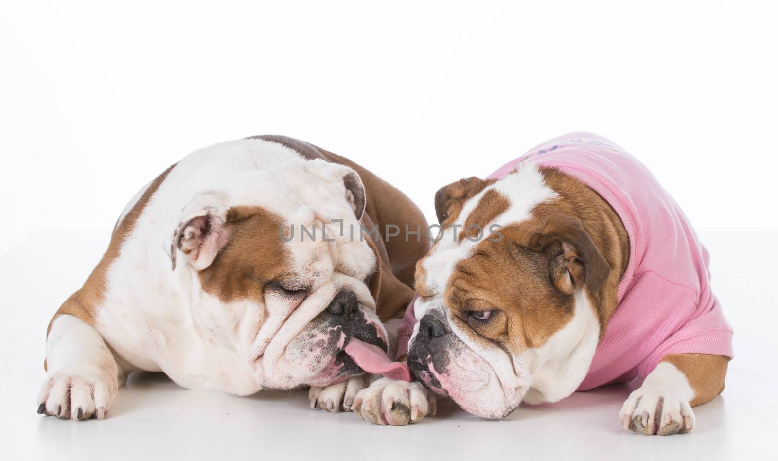 two bulldogs by willeecole123