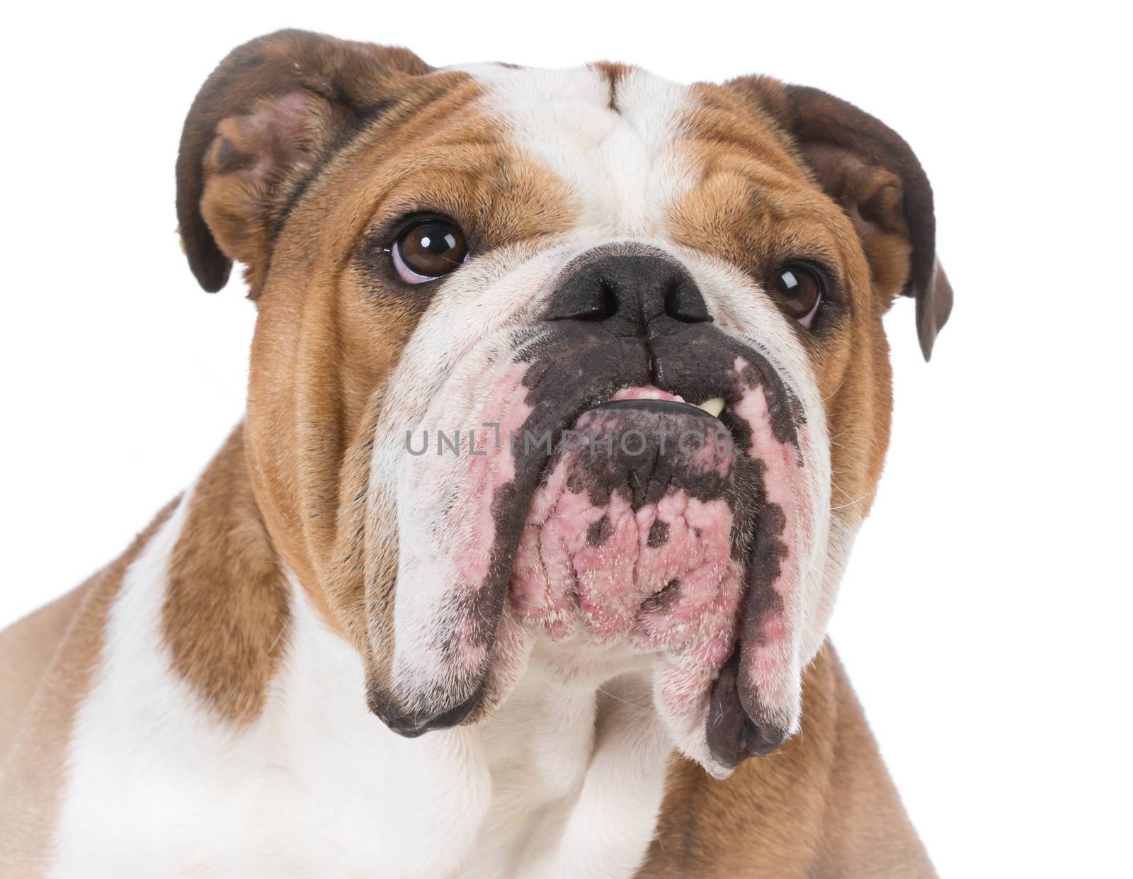 english bulldog portrait on white background