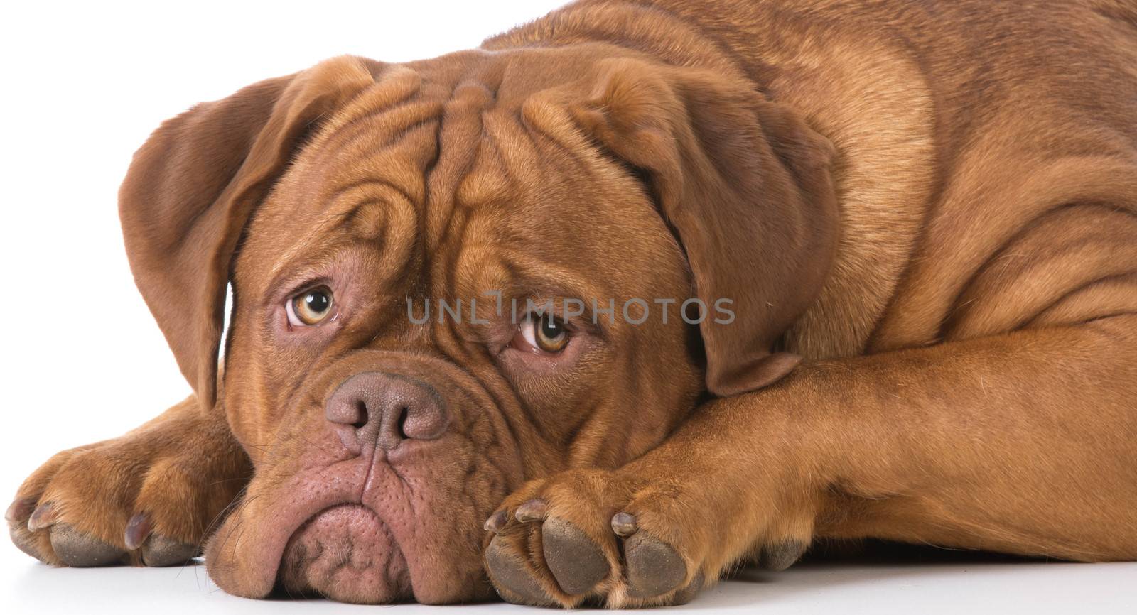 dogue de bordeaux laying down on white background