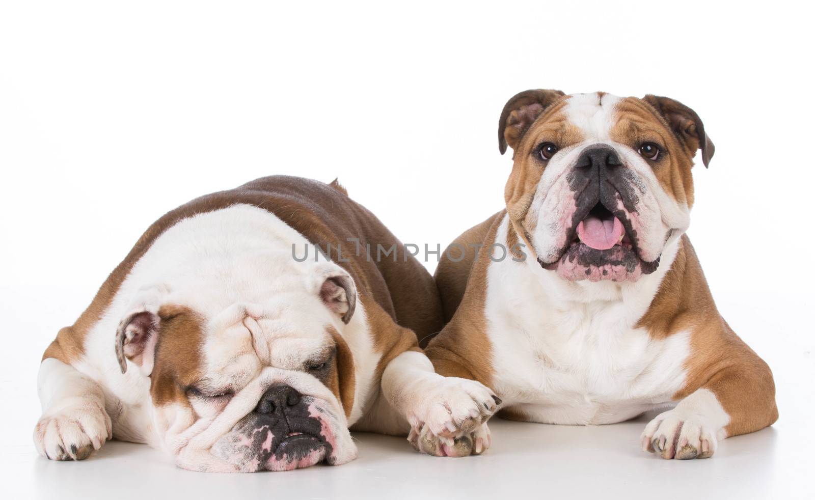 one dog comforting another on white background