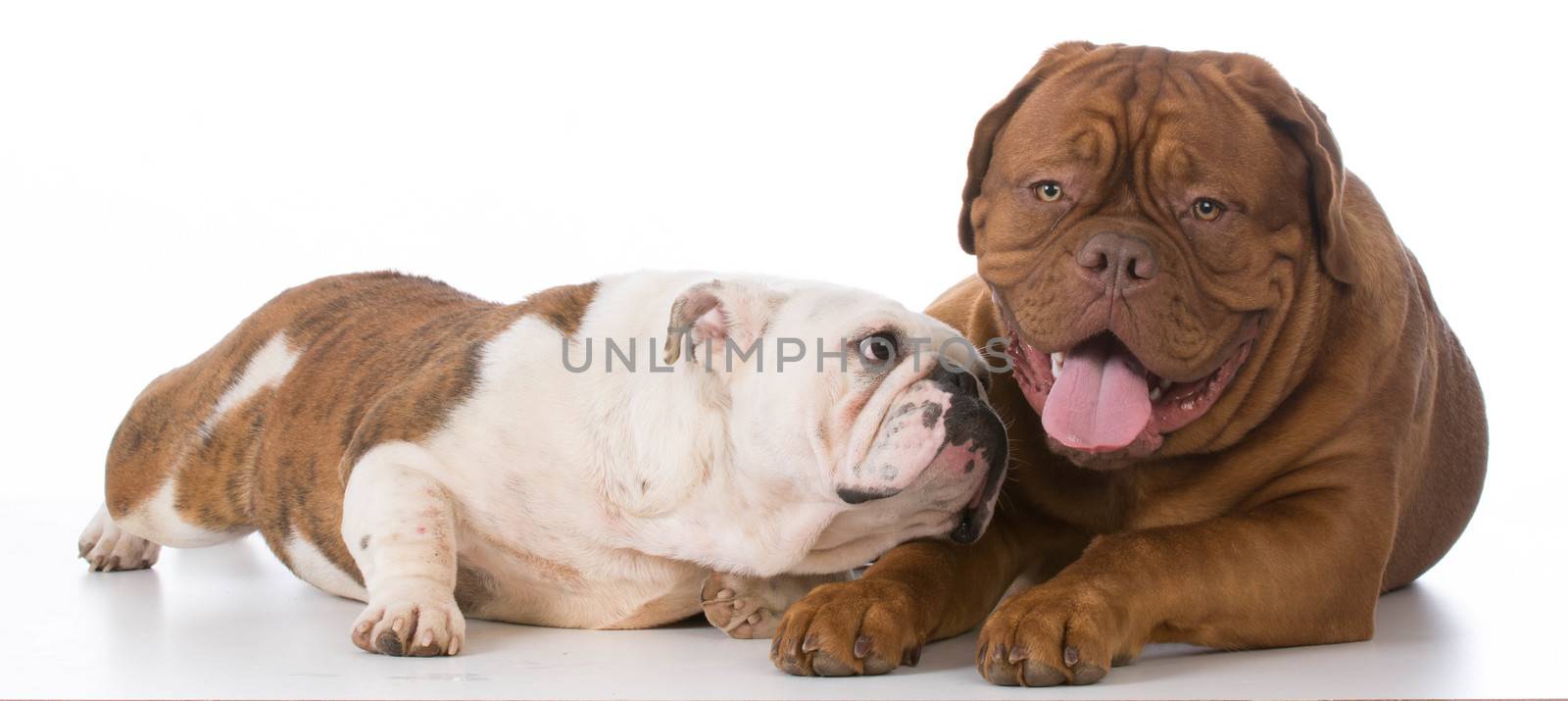 bulldog trying to make friends with dogue de bordeaux on white background