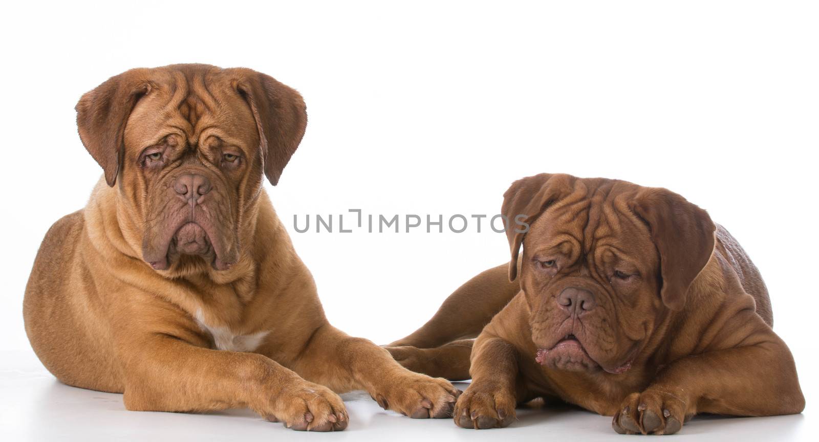 two dogue de bordeaux puppies on white background