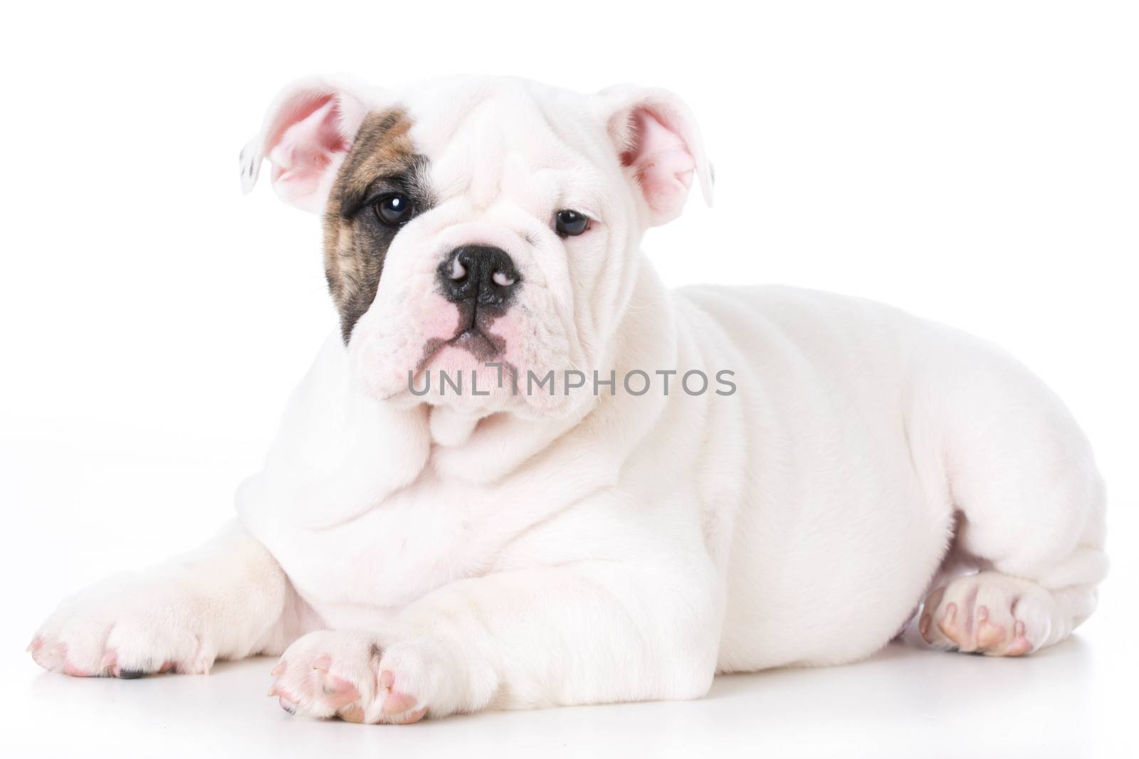 cute english bulldog puppy laying down on white background