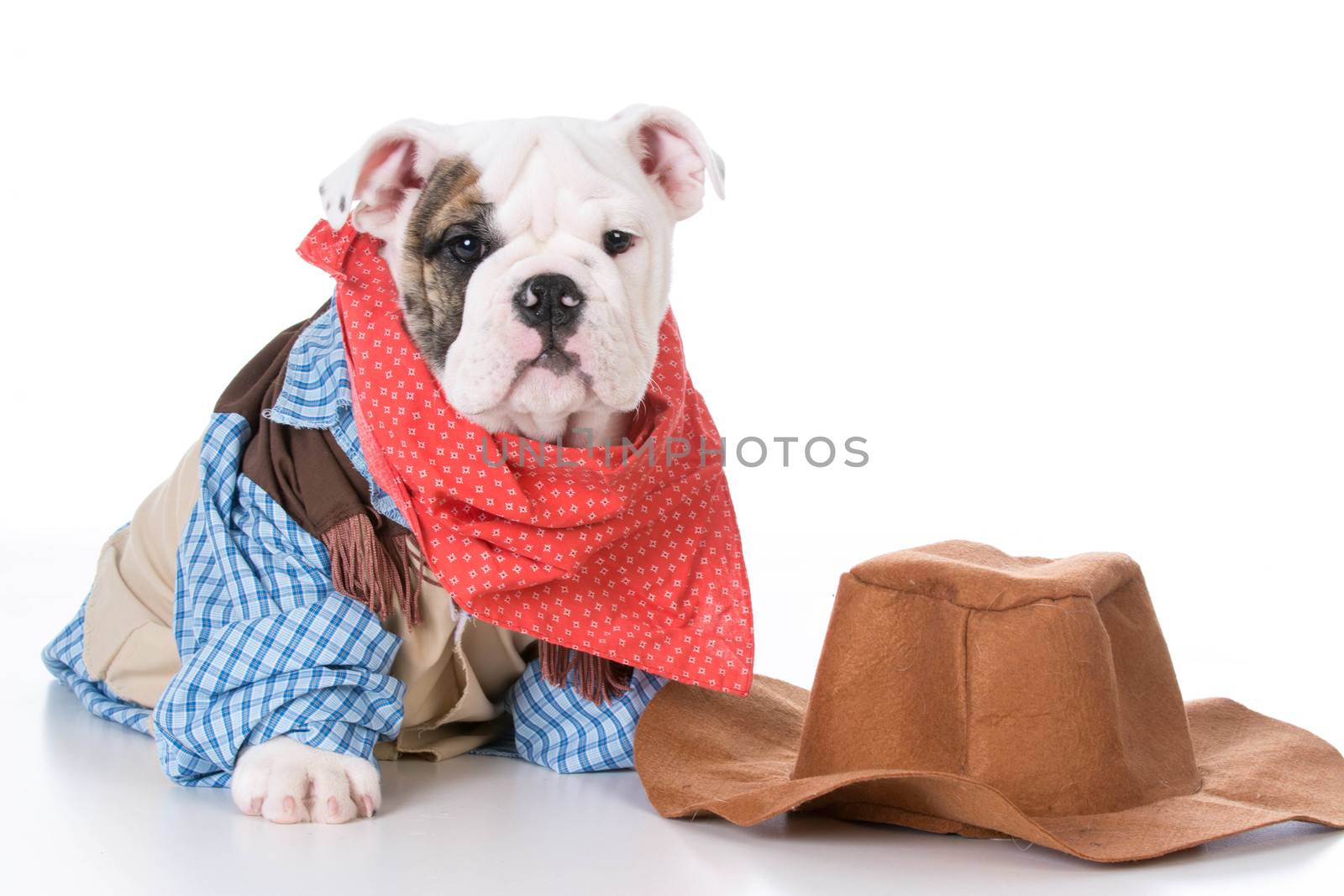 cute english bulldog puppy wearing western cowboy costume on white background