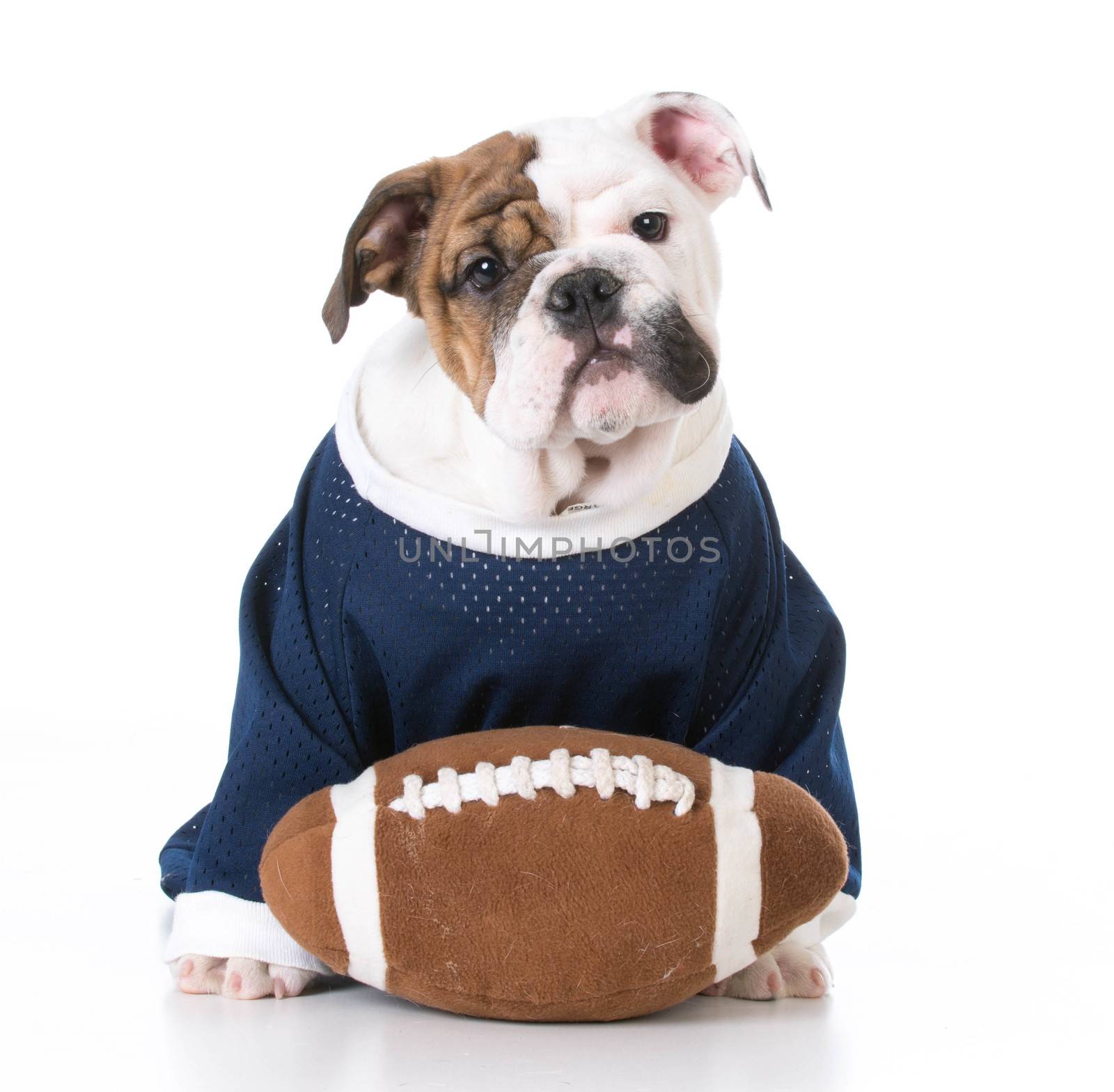 cute english bulldog puppy wearing football jersey on white background