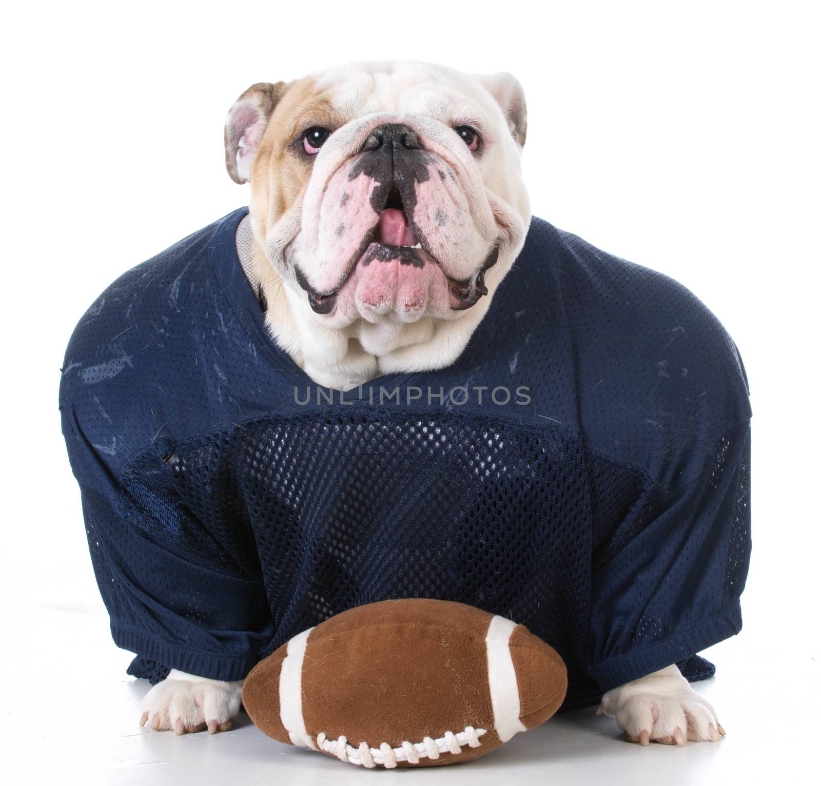 dog dressed like football player by willeecole123