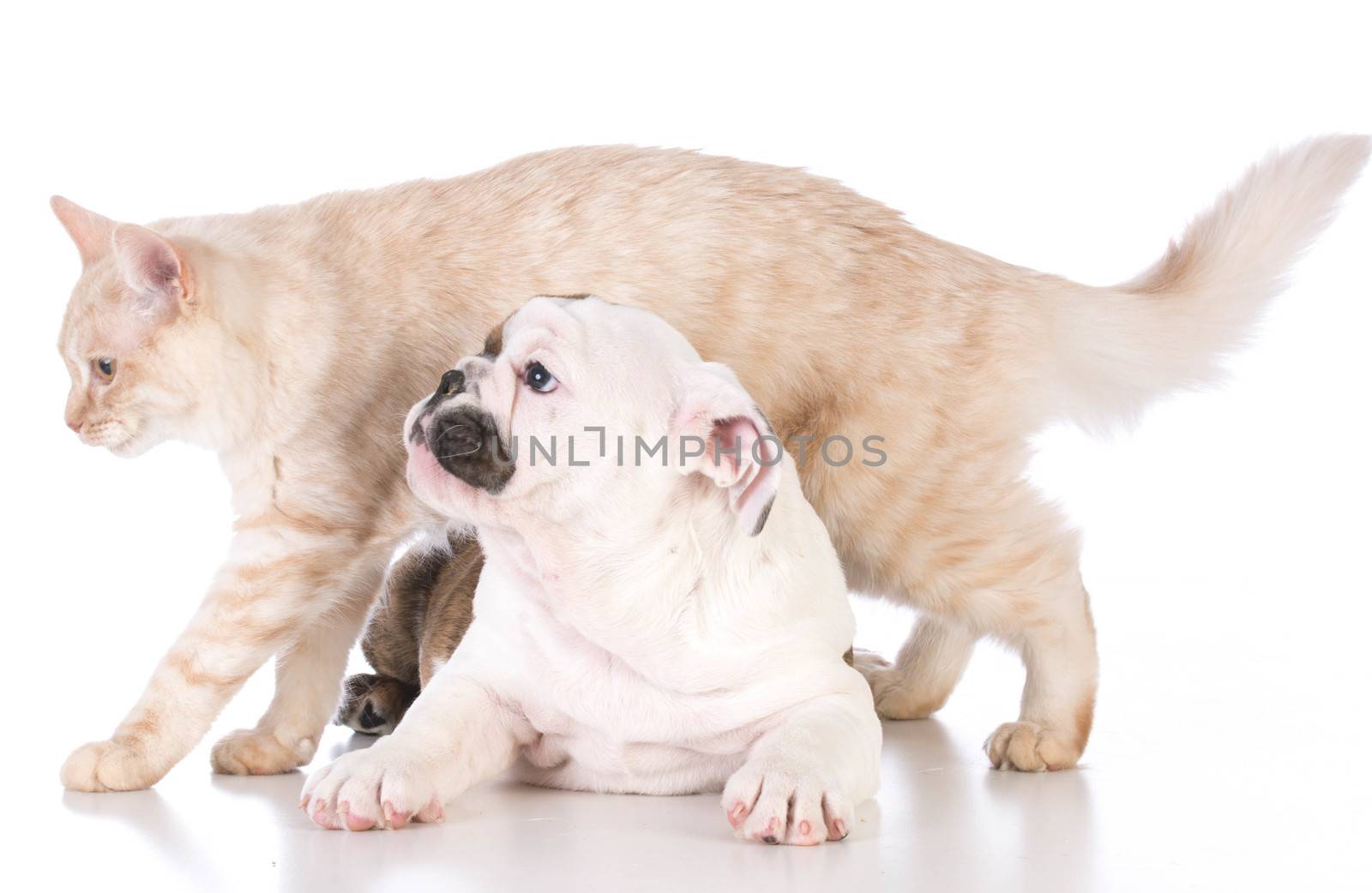 dog and cat isolated on white background