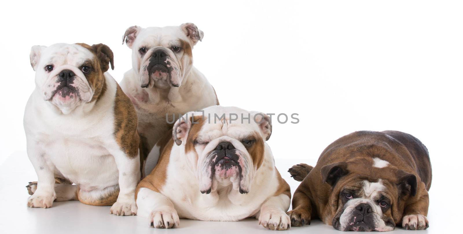 four english bulldogs isolated on white background