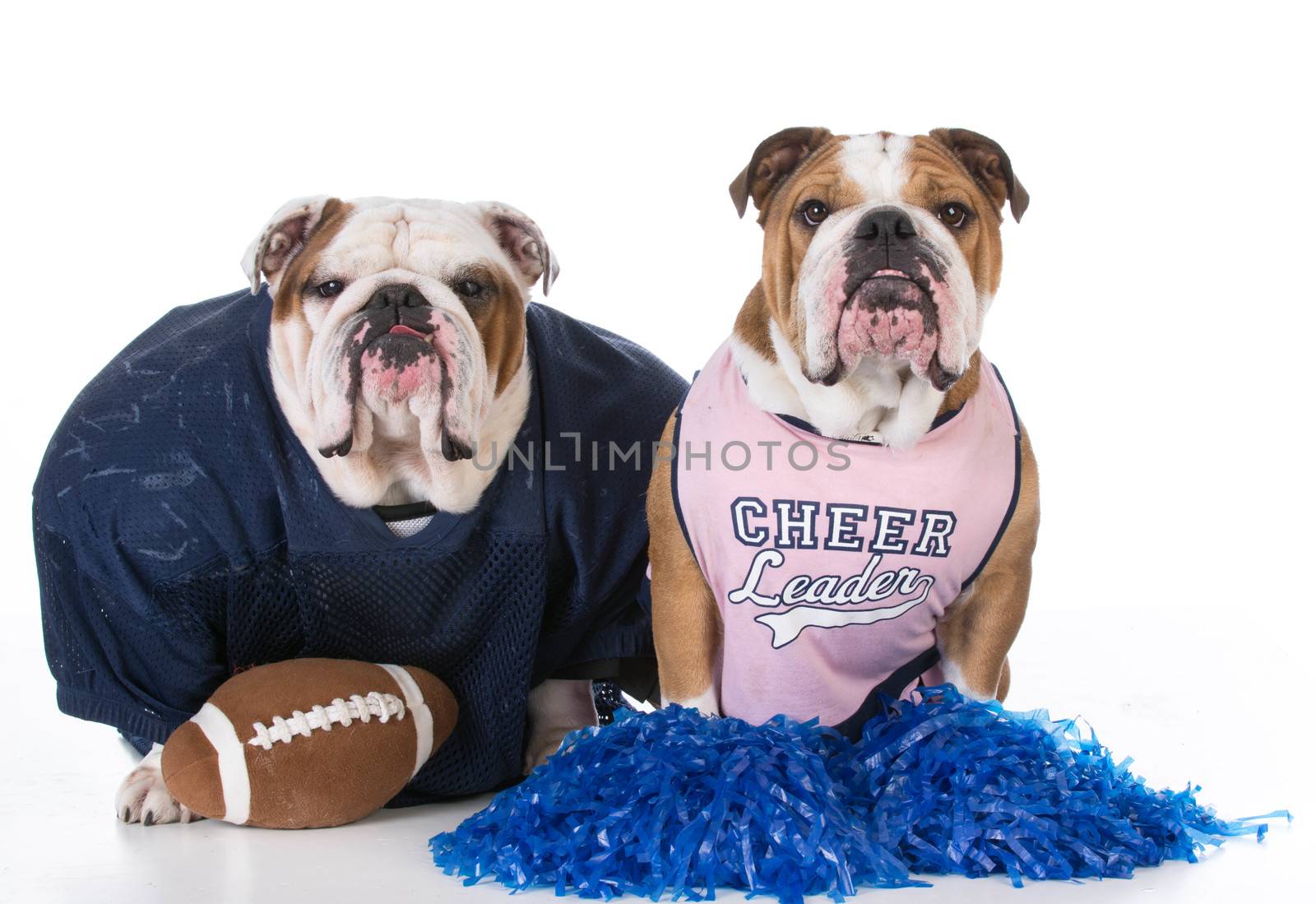 two dogs dressed up like football player and cheerleader on white background