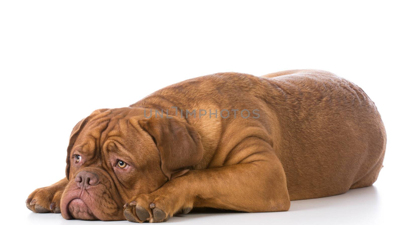 sad looking dogue de bordeaux puppy laying down on white background