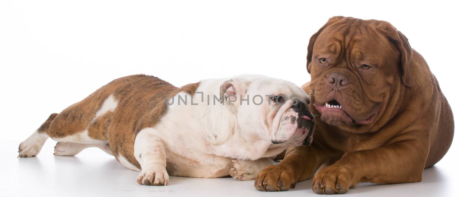 english bulldog and dogue de bordeaux on white background