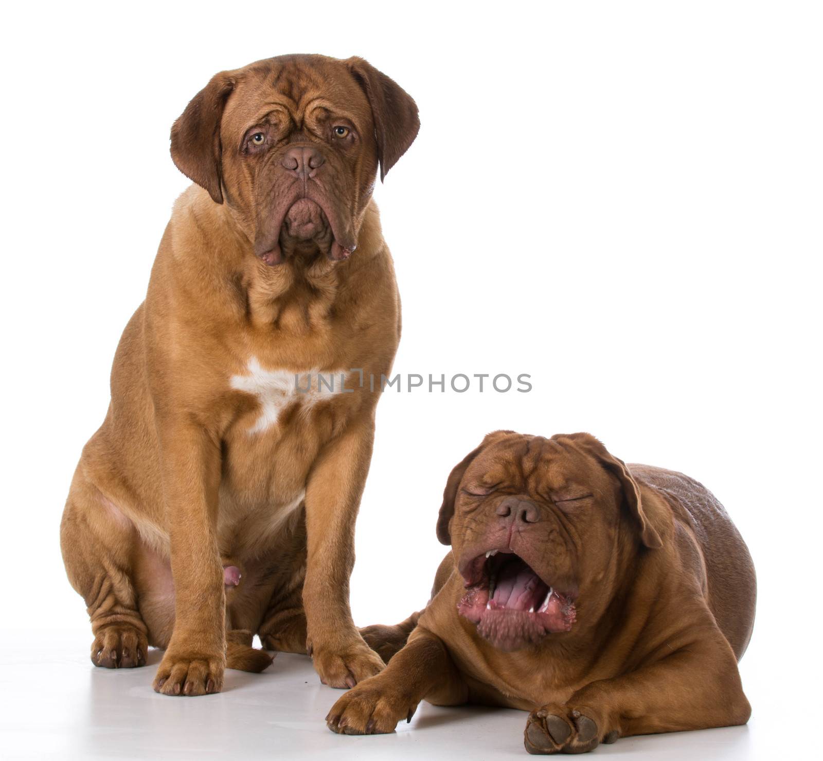 funny dogue de bordeaux puppies with crying expression