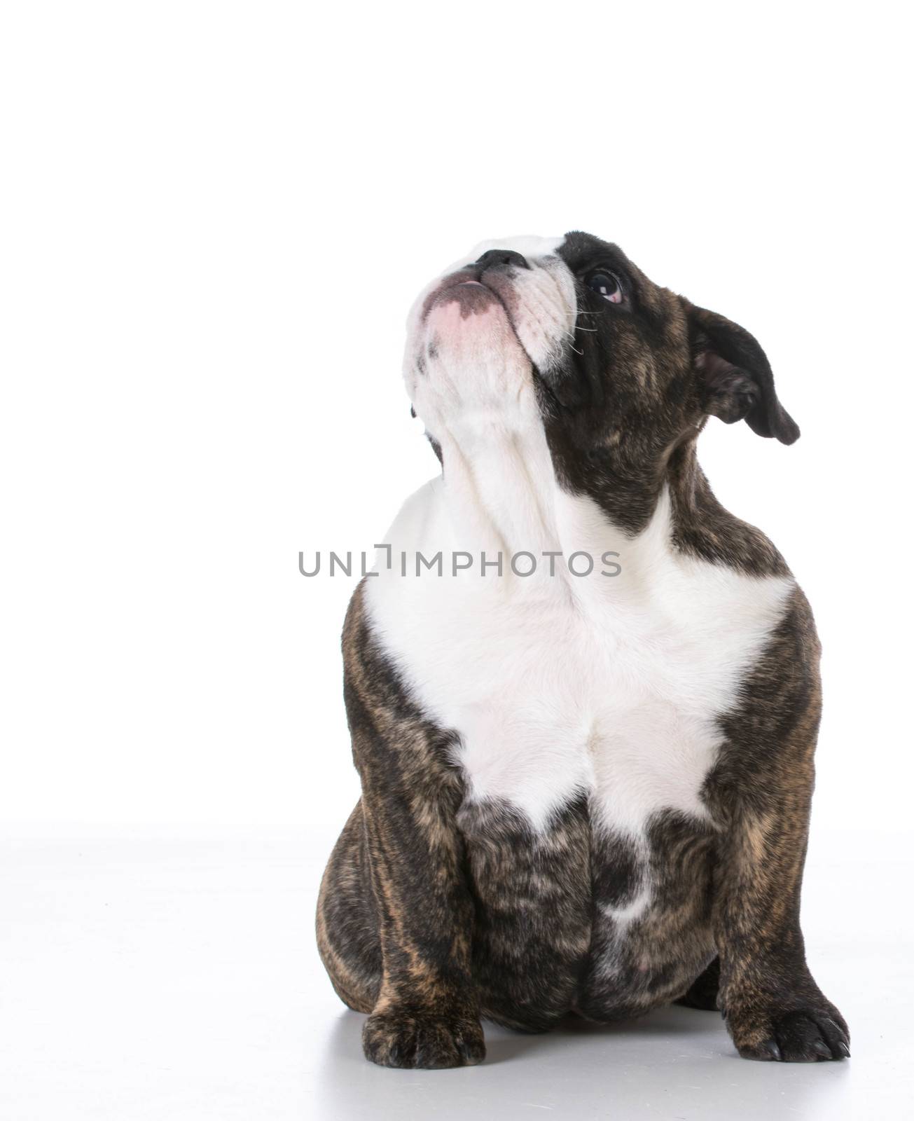 english bulldog puppy sitting looking up on white background