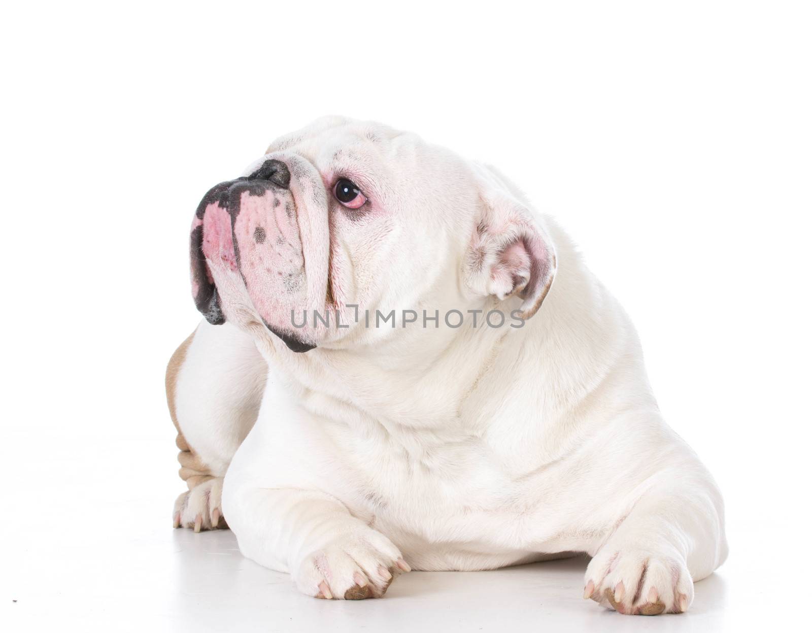 english bulldog laying down on white background