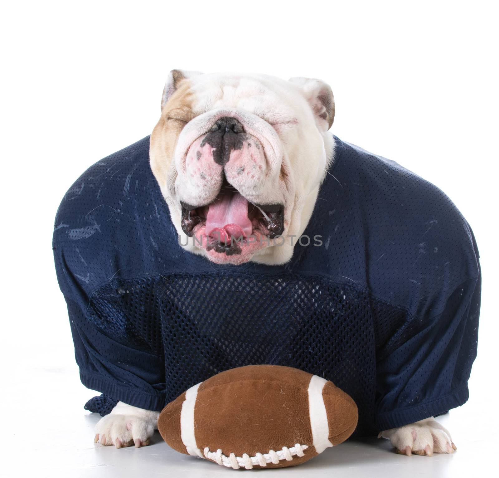 english bulldog wearing football jersey on white background