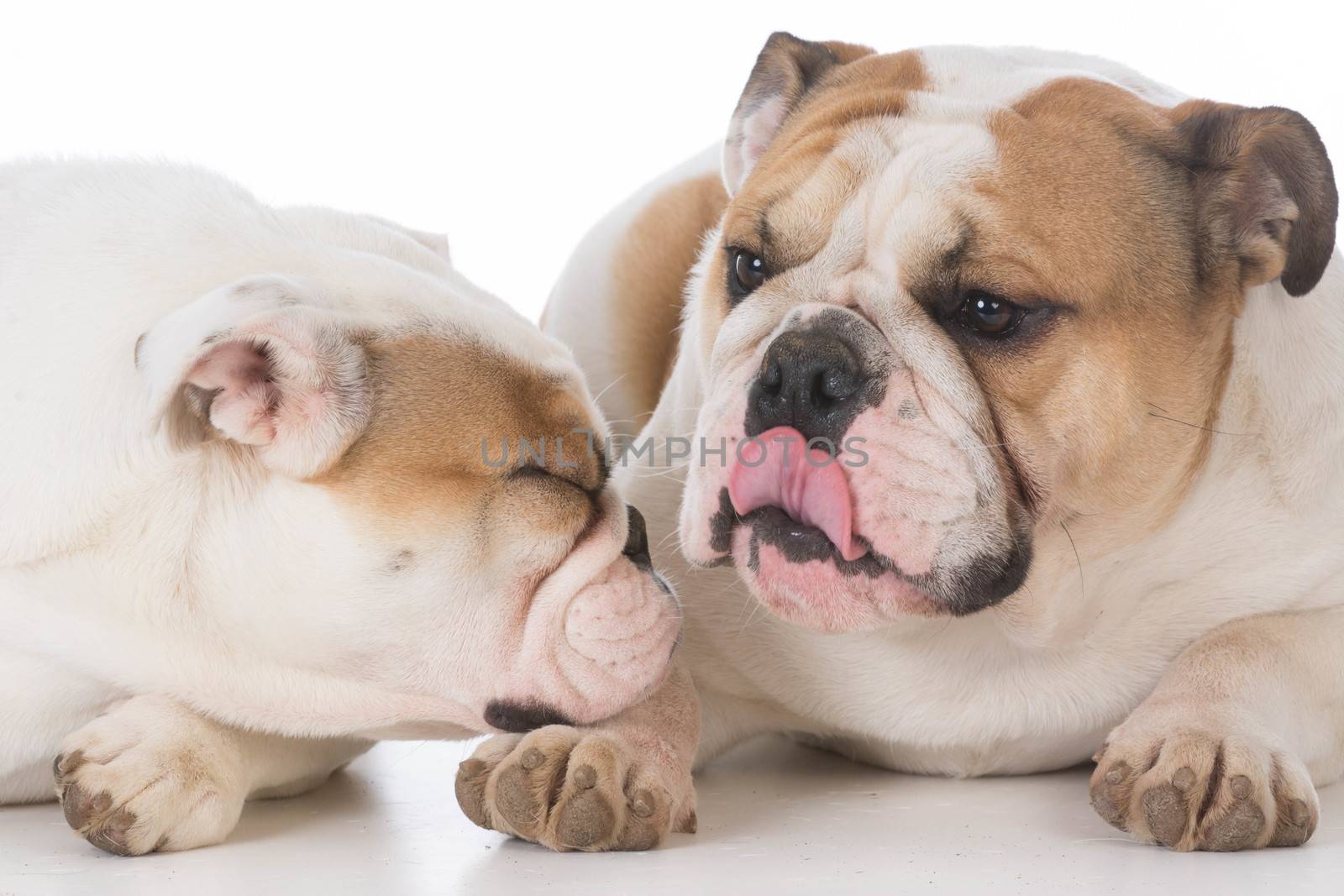 male and female bulldog by willeecole123