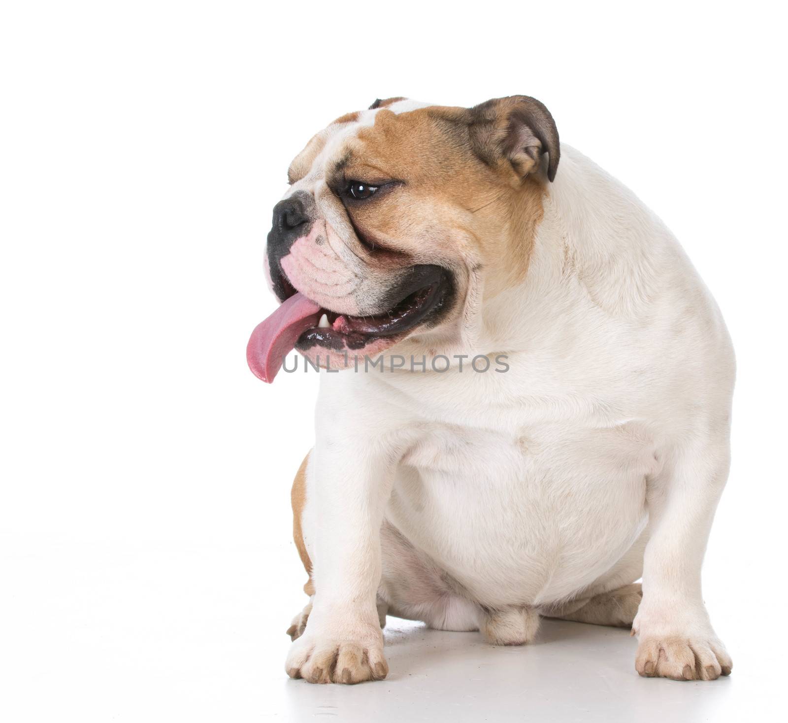 english bulldog sitting on white background