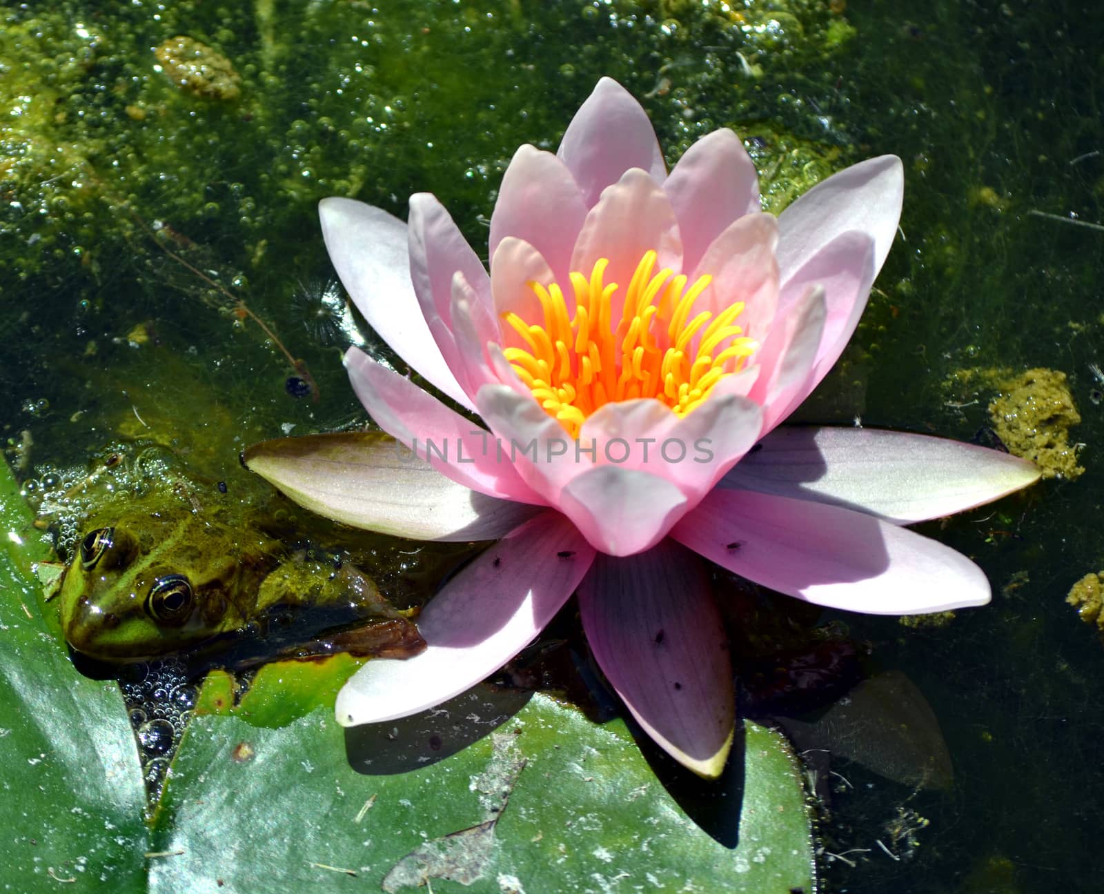 Marsh frog floating on the water with waterlilly