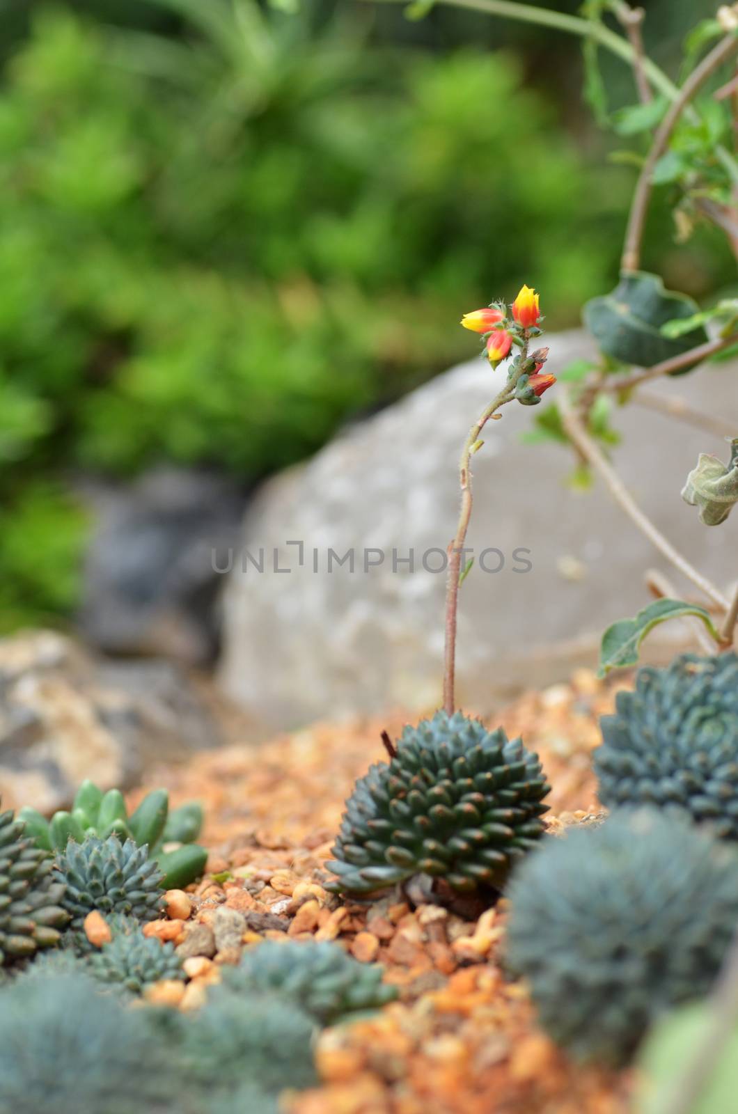 Cactus planted in Gardens by the Bay by tang90246