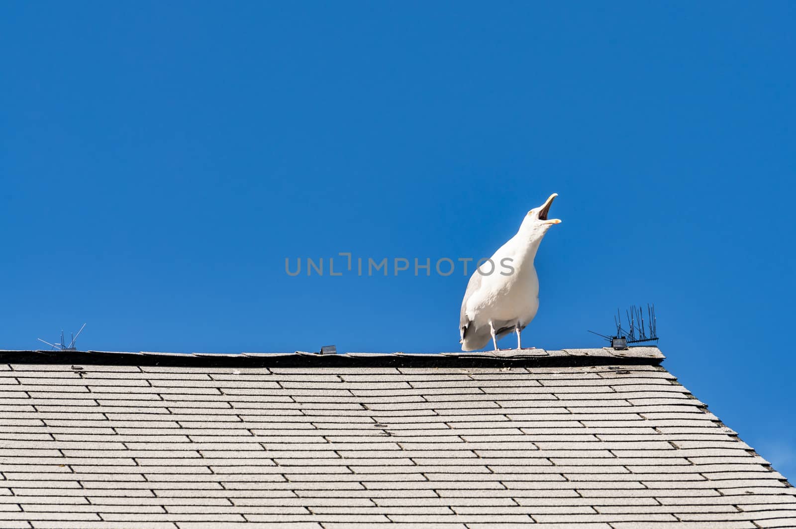 white seagull on a roof by edella