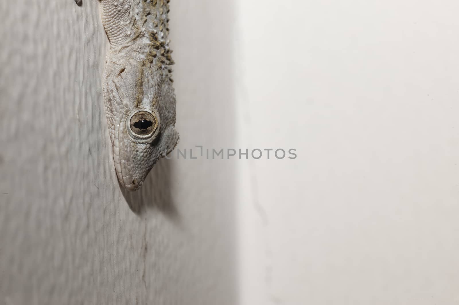 Gray house Gecko living inside a European house