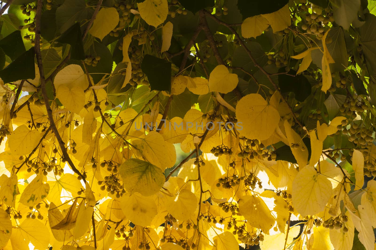 Autumnal leaves and fruits of lime tree, Tilia, linden, basswood.