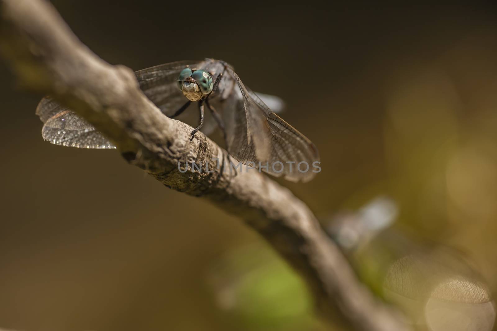 Blue dragonfly perched on twig above pond