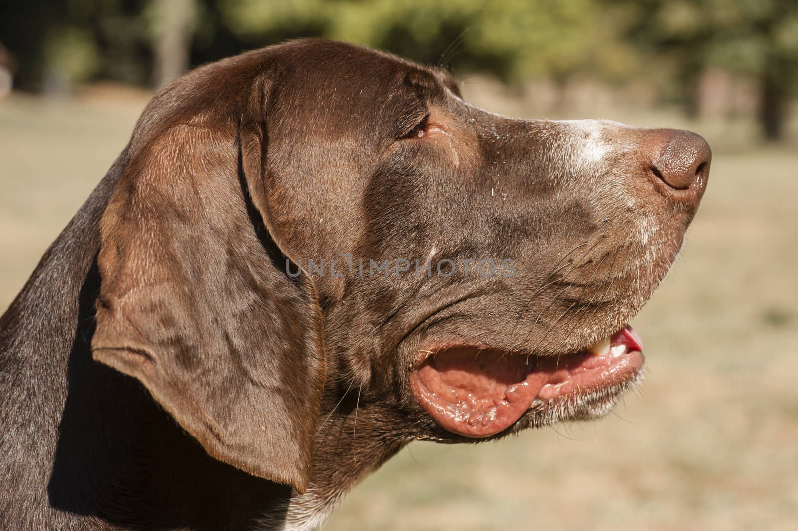 close up of brown head of dog watching intently far away to the right.