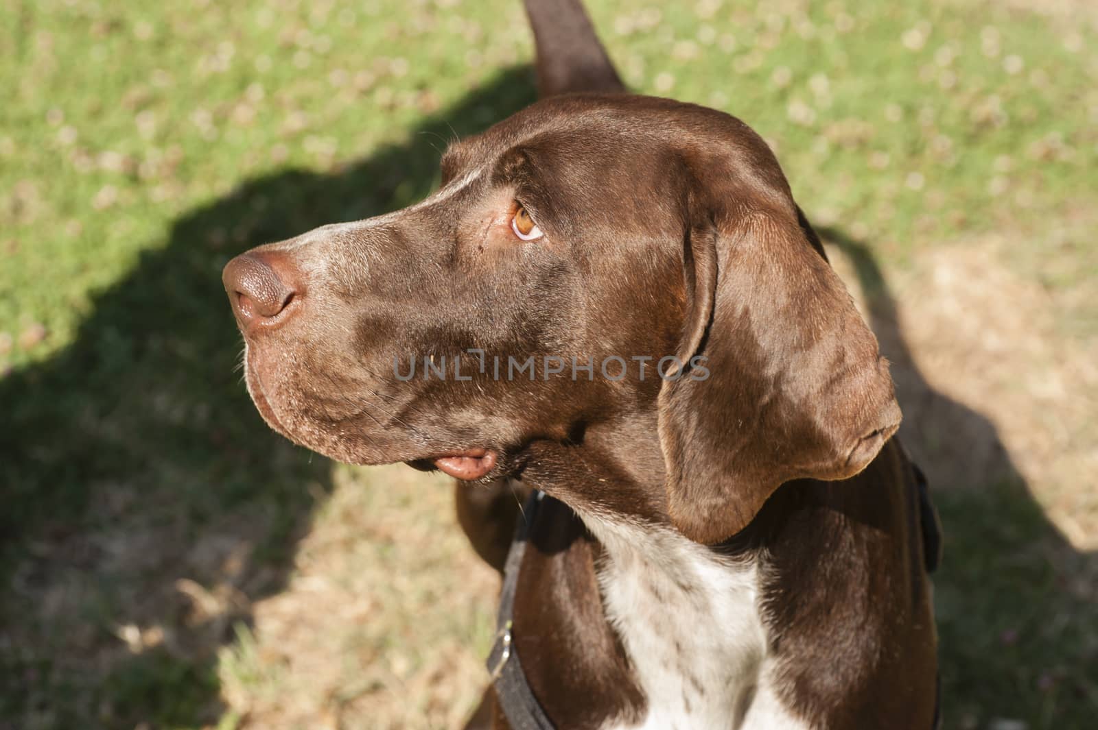 close up of brown head of dog watching intently during training session.