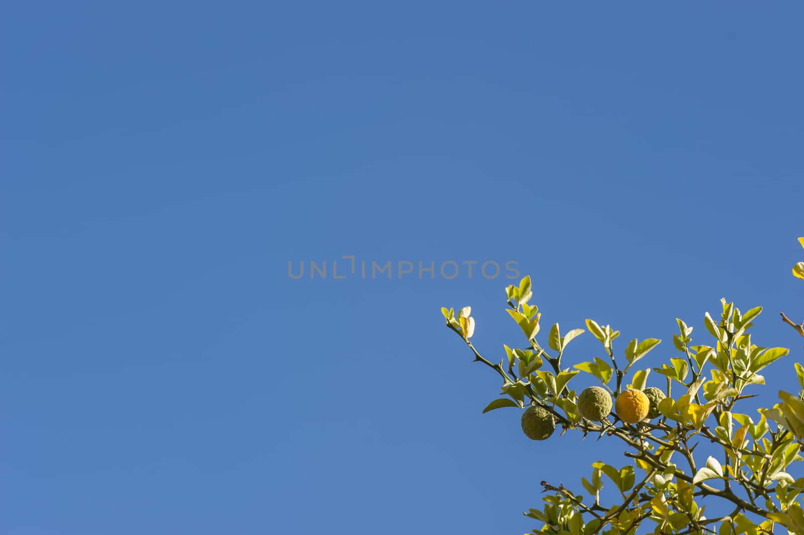 Bergamot orange tree with fruits and leaves on blue sky background, Citrus bergamia.