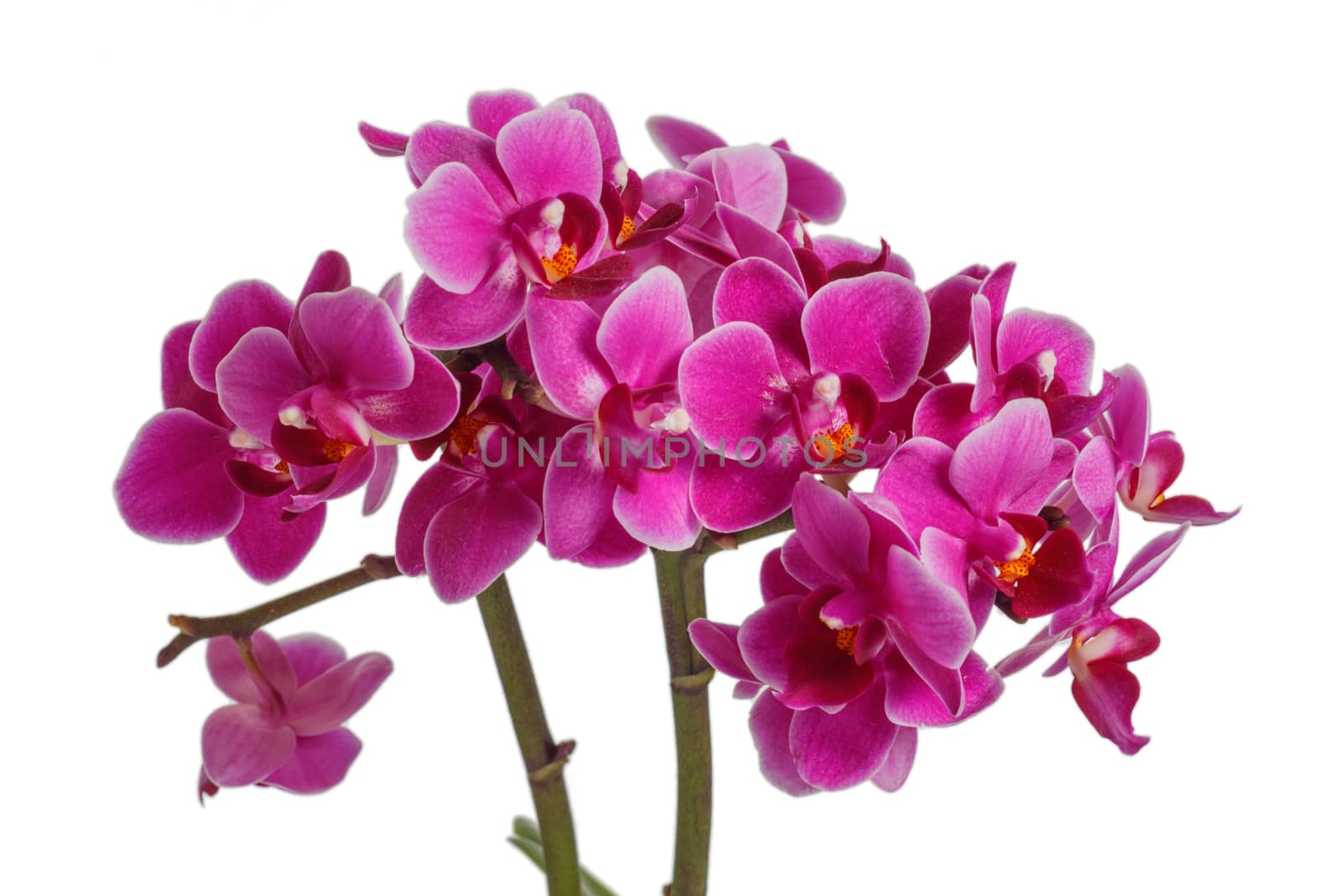 Blooming pink orchid with many flowers on a white background