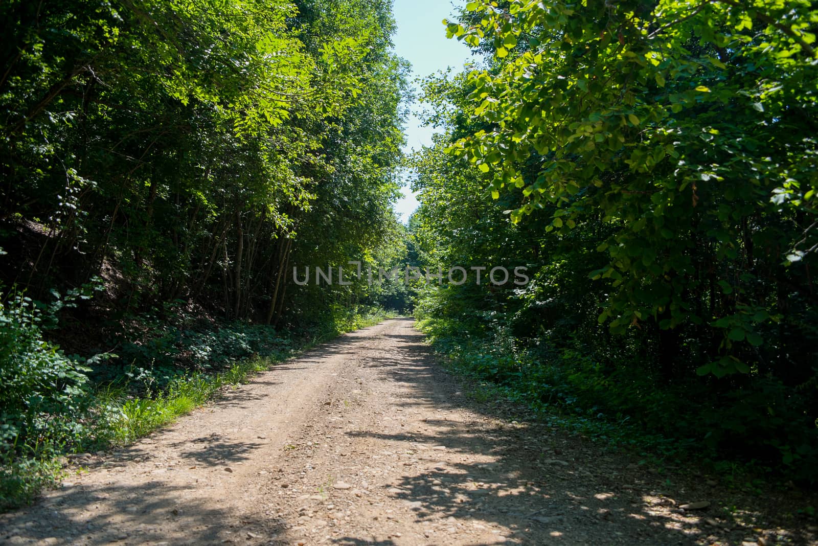 Idyllic landscape with fresh green meadows and blooming flowers and mountains in the background. Forest road. Landscape.