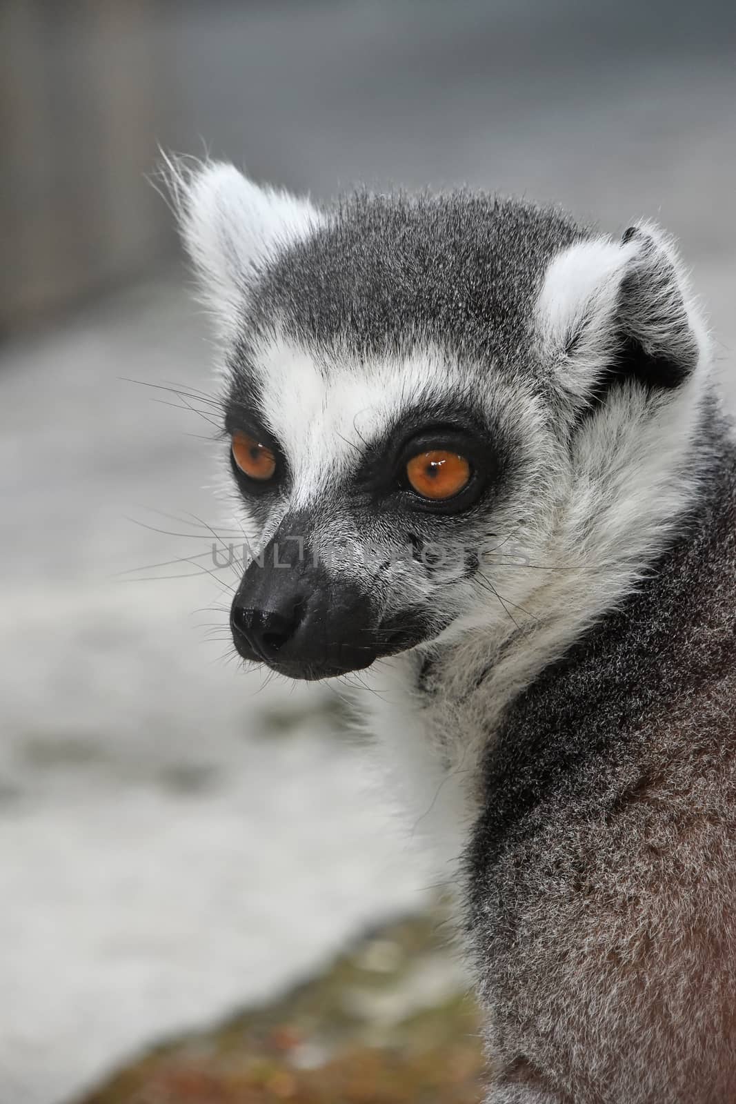 Close up portrait of one cute ring-tailed lemur (aka lemur catta, maky or Madagascar cat) in zoo, looking aside