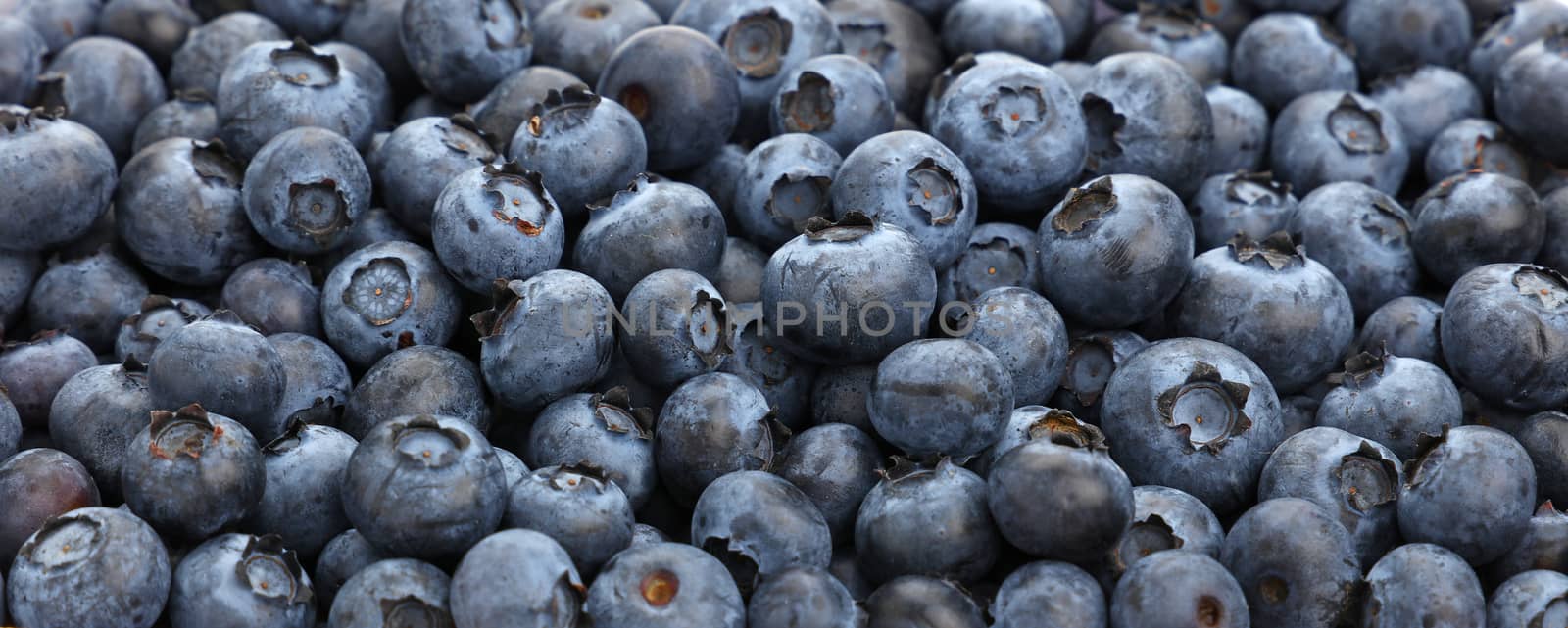 Fresh blueberry berries background pattern close up, low angle view