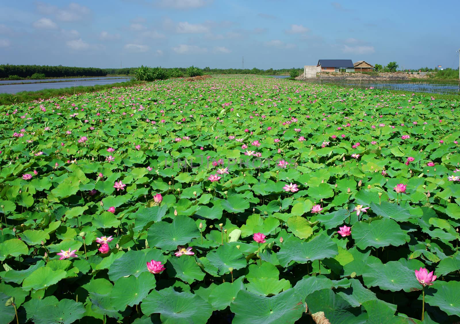 Wonderful landscape of Vietnamese countryside at Mekong Delta on day in summer, vast lotus pond with green leaf and lotus flower, beautiful nature for Vietnam travel
