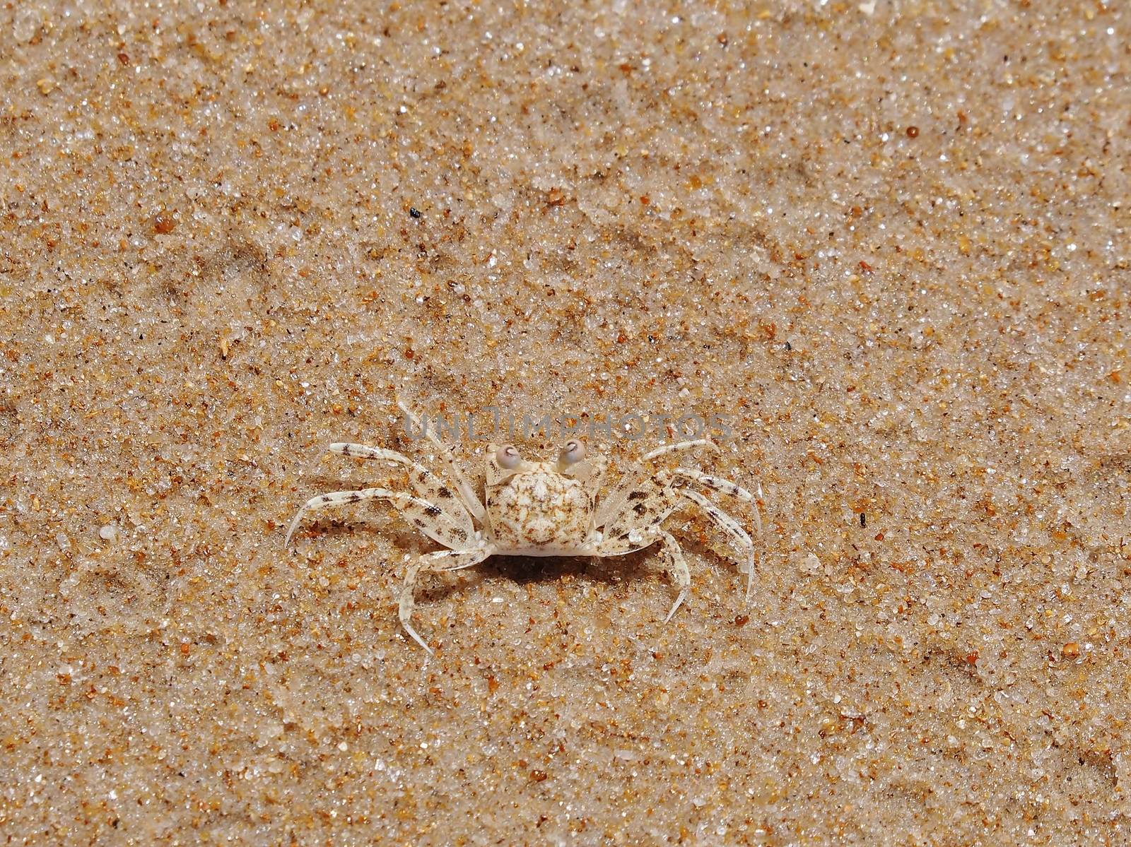 Little dotted crab on the gold sand. Photo was taken on the beach on coconut coast in the village Imbassai in Brazil.